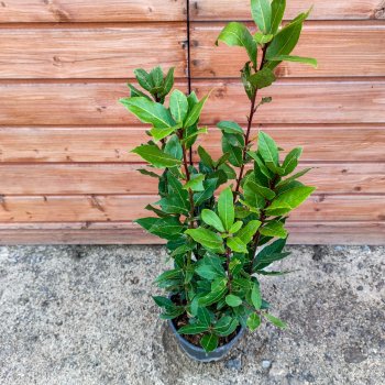 Laurus nobilis (Vavrín pravý - bobkový list) - kont. C3L , výška 70-90 cm